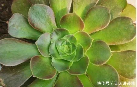  法师最美|法师多肉怎么养，一年四季养护要点不同