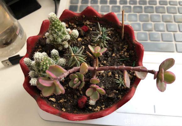  『顶端的叶子』买到药锦金枝玉叶，先把花切掉，换上新花土，1个月恢复健康