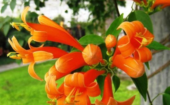 「养花」春暖花开，养花就养这几款小花，好养易活很漂亮，花型独特很耐看