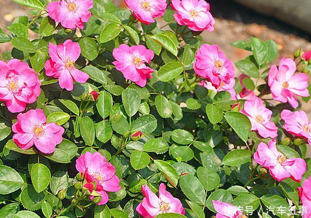 少刺或无刺的藤本月季 t016e9ed2349b9fb547.jpg?size=640x449