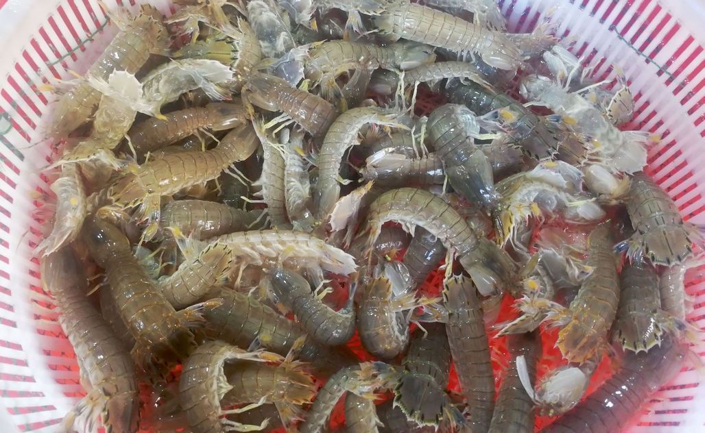 梭子蟹、皮皮虾引领菜市场海鲜新潮 新鲜海鲜替代冰冻成主流