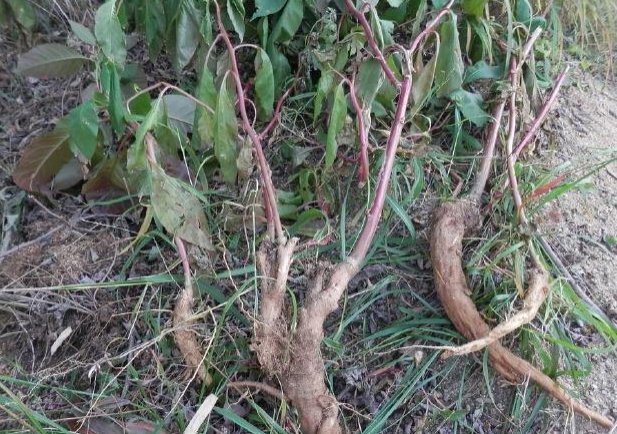  当做|这种草上个世纪被当做“喂猪草”如今被称为人参，药用价值