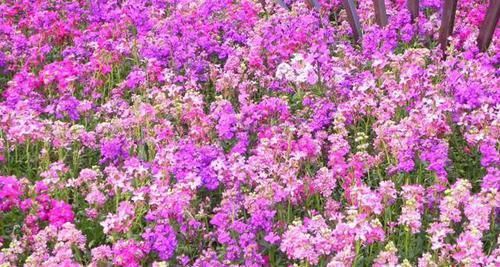 『代表着』花友选出了自己认为最美的50种花