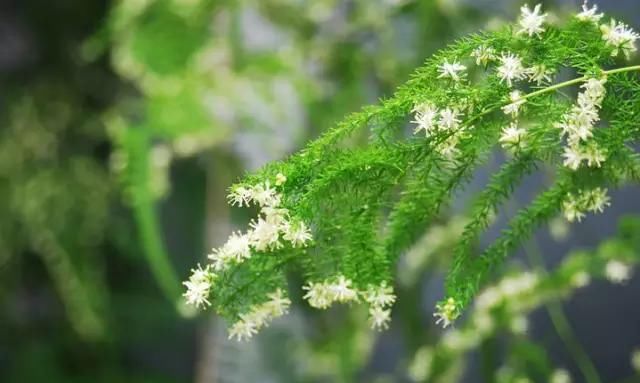  养护@文竹开花是大凶？完全是“扯蛋”，满足3个小要求，白花开满盆