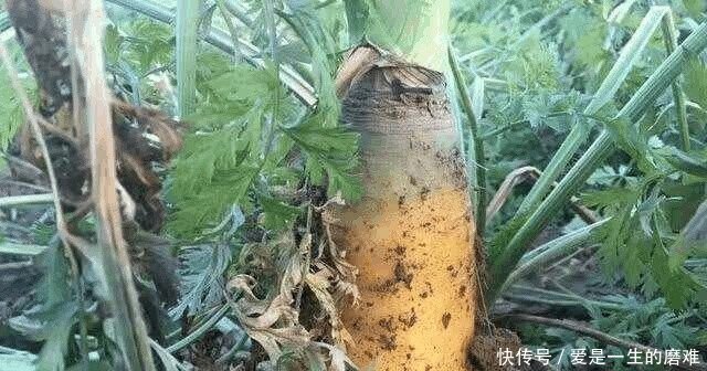 生长在土里的农村水果, 价钱很高, 农村人不舍得吃