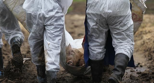 我国29个省相继启动了猪肉价格补贴联动机制