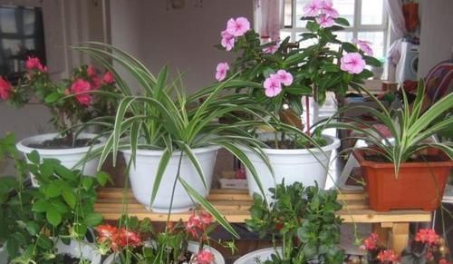 「虎皮兰」天热养这4种花,1招学会正确'浇水',远离烂根,叶子油绿挺直