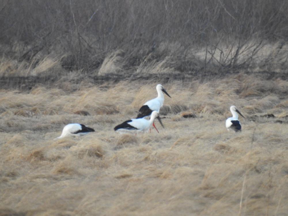 "东方白鹳"现身加格达奇林业局古里河国家湿地公园