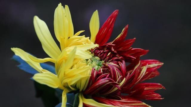  漂亮：夏天养花就养此3种,造型奇特生动形象,好养易活开花漂亮