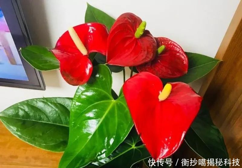  小妙■养花小妙招，花开爆满盆