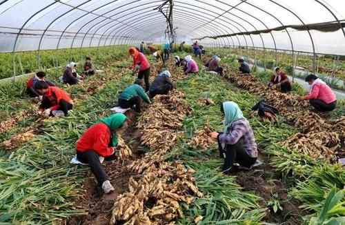  【确权】最新：有关农村土地流转，权威回复来了
