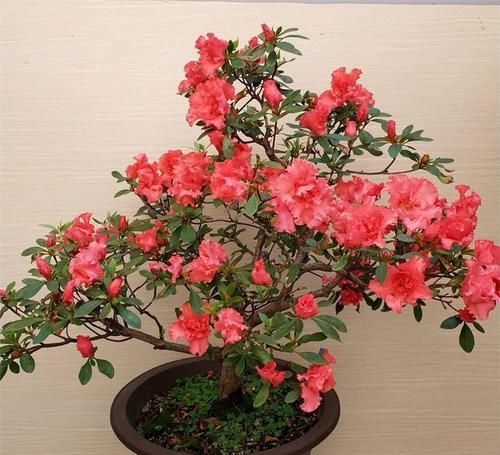  来得及■种花不如种果，此果树“好养”易结果，见土就活，现在扦插来得及