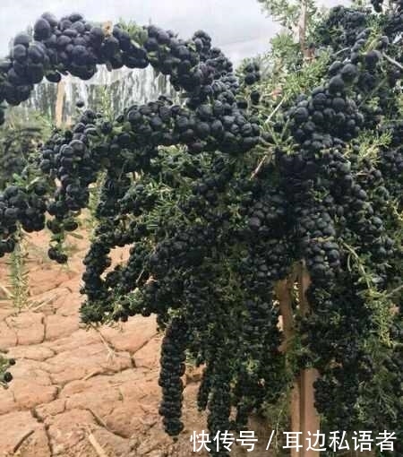 农民种稀罕水果，20亩1年赚160万 ，前景广阔