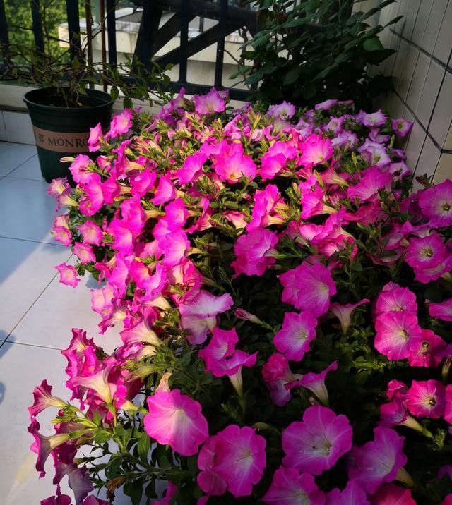  适合@适合新手养的盆栽花，不用怎么打理，花多易爆盆，花期超半年！