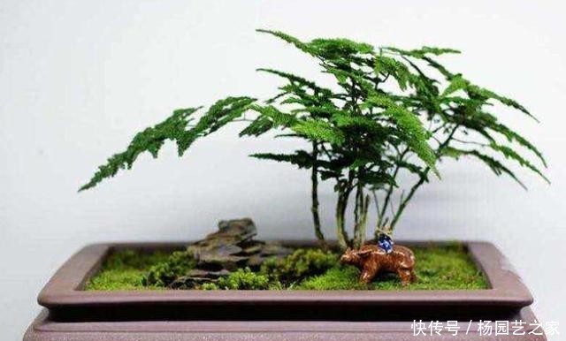 #室内#4种耐阴花,就喜欢见“弱光”,好养又好看,最适合在室内养