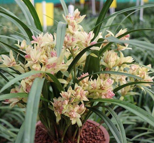 充足■养兰花,做好“这3点”,春天呼呼冒“新芽”,开出满盆花