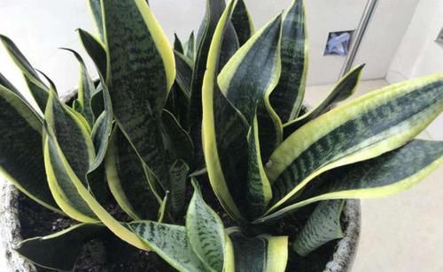 「虎皮兰」天热养这4种花,1招学会正确'浇水',远离烂根,叶子油绿挺直