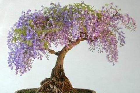  病因■盆栽紫藤，养了好几年也不开花，揪出“病因”，年年开成“花树”