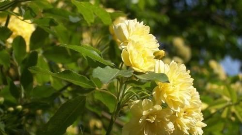 「庭院」蔷薇黄木香,花香芬芳,花朵小巧美丽,开花灿烂如锦绣,太美了