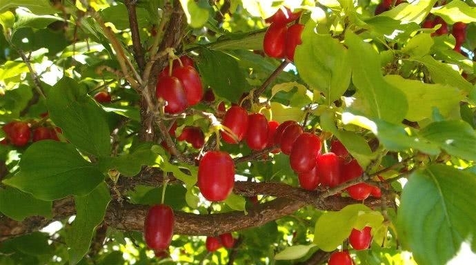 这种果子农村娃都吃过，长得像枸杞，如今一斤40元是一味中草药