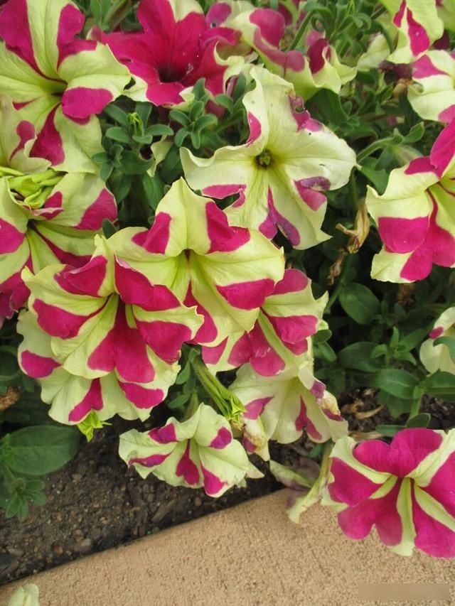 顶芽:这花就是欠“掐”,把顶芽掐掉,掐得越狠,开花越多