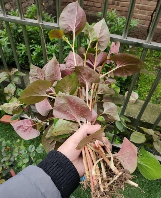  [黄花酢浆草]花盆里长出蘑菇，马上拔干净，否则就是大祸害！