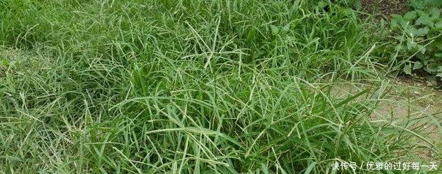 农村有一种疯狂生长的野草，农民很烦恼，须不知却是治病的良药