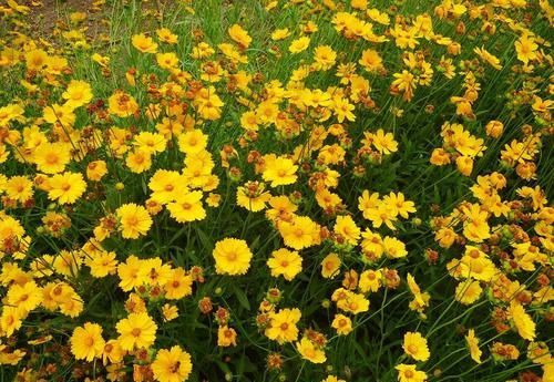  庭院@此花适合家庭庭院栽种，花期长，长势茂盛