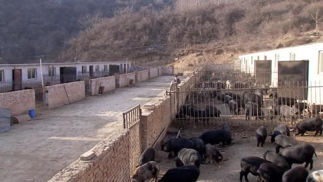 贷款500万，2年后，他在这片荒山上一年卖出1000万销售额