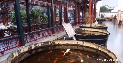 「陪您」400条中国金鱼组团进京,只为陪您过个吉庆年
