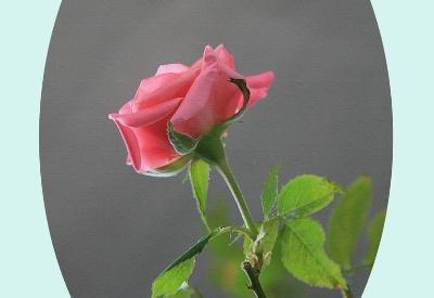  「扦插」玫瑰花的扦插方法