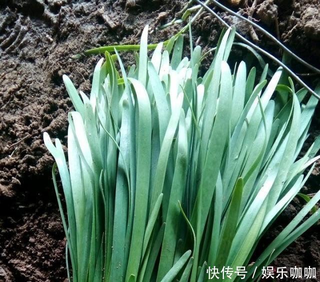  [家里]家里有阳台，种上2种菜，比养多肉强，好看又好吃，值了！