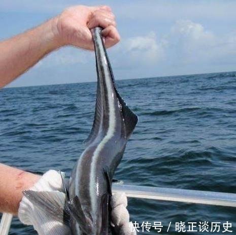  「喜欢」男子钓到一条奇怪的鱼, 正想放了它, 鱼的反应让他立即报警