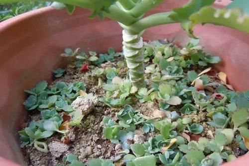  「用叶片繁殖」一片叶子就能繁殖的花卉，你还出去买？