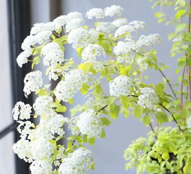  春天：养一盆它，春天也能看到雪花飘，也是花市热销切花，花期半个月