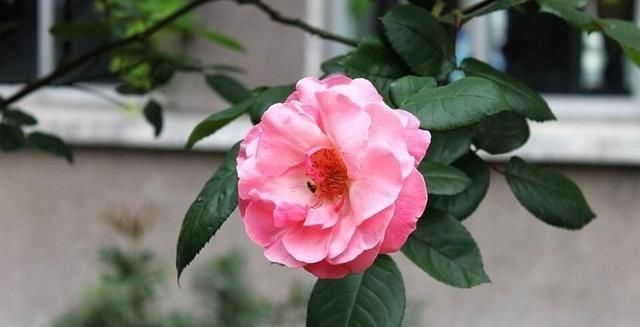  『花盆』炒熟的花生壳，埋在花盆底，能给月季花做花肥吗？