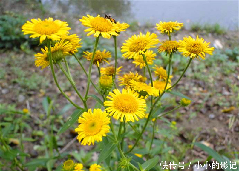 农村人把它当野菊花，却不知其珍贵，止咳良药，晒干120一斤