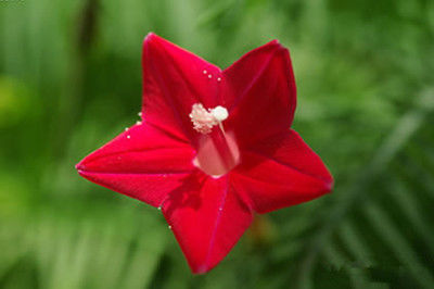 「大花天竺葵」喜欢菊花,不如养草本仙丹花,玲珑可爱,格外高贵!