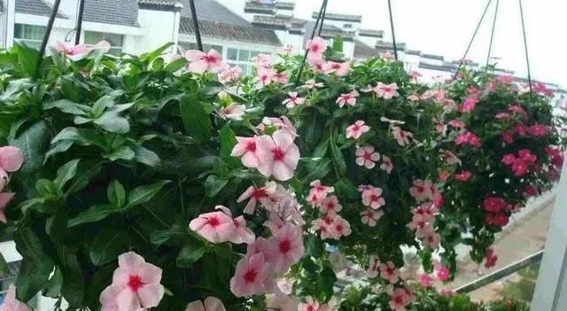  「植物」三月初，这“四朵花”任意养长，枝叶绿，花开，一年到头都在开花