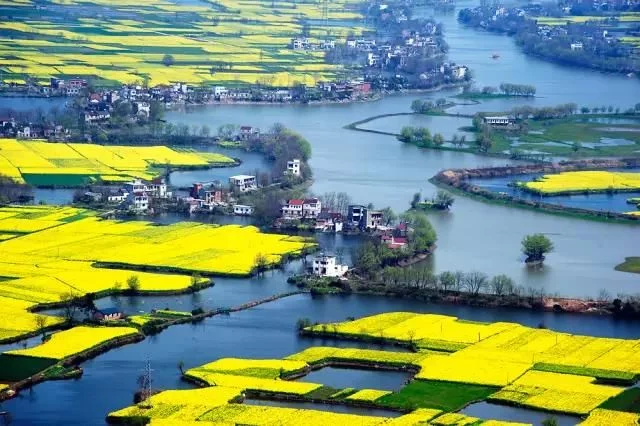 中国最美的油菜花海,油菜花逐渐“染黄”了神州大地