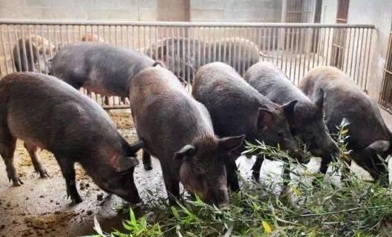  【猪肉】猪肉价格持续上涨，回农村养猪有出路吗？两个问题要考