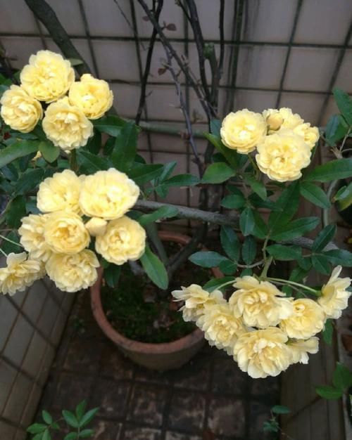  #暗淡#这些花卉媲美月季，繁花似锦，花开似精灵起舞，丢在阳台幽香暗淡