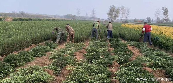 「扦插」大叶黄杨可以春季扦插吗怎样扦插黄杨成活率高!