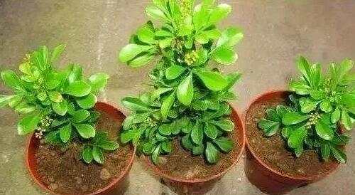 「枝条」立秋了,养这些花,一年能开300多天,一个枝条插10盆,好活