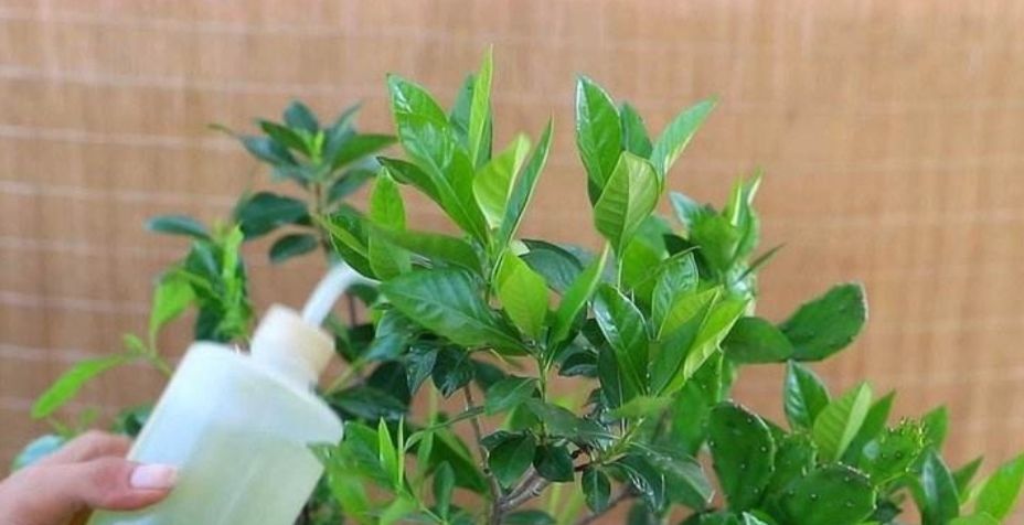 叶子浓绿|给栀子花浇这种肥水,花蕾多到爆满枝头,叶子也浓绿