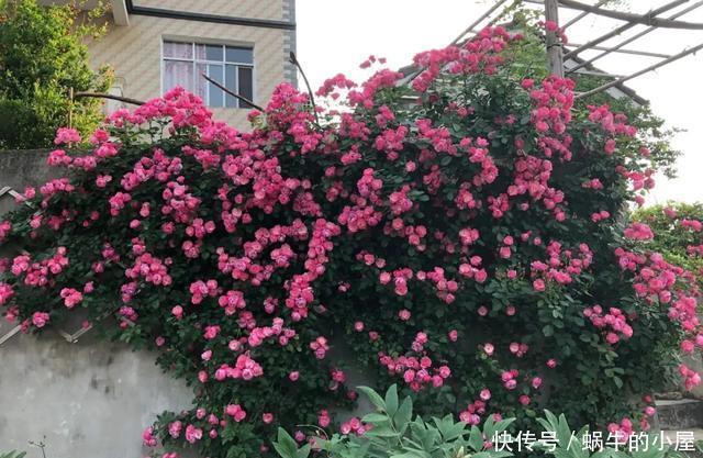  到防盗@这4种花种在墙根，爬成防盗墙，花美刺多保安全