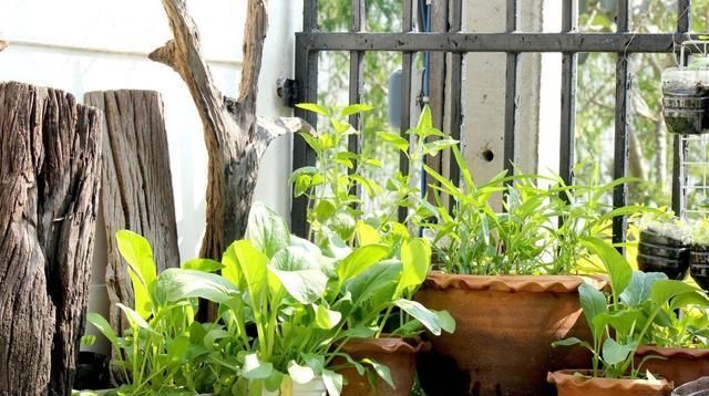 「病害造成」如何解读植物的“语言”，这些症状就是在传达它健康与否