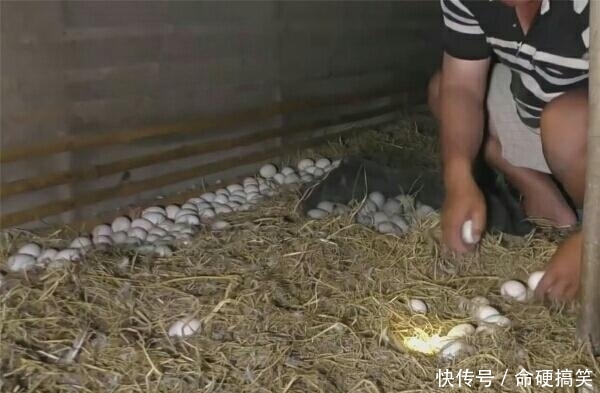 男子养数万只鸭，鸭群四处生蛋，男子：捡到手疼