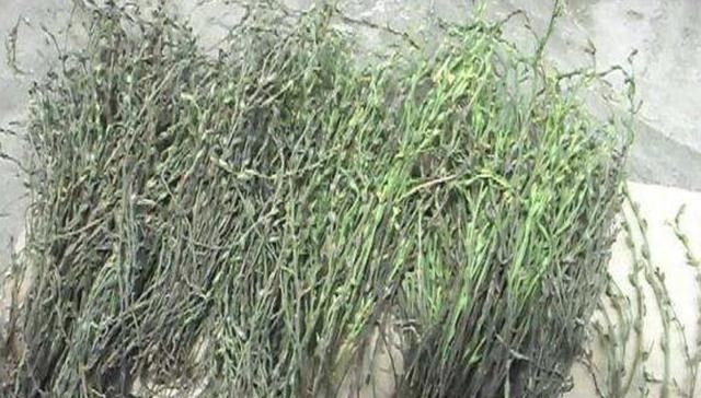  药草@长在农地里，人称疳积草，看着没有1米高，却是“药草”，