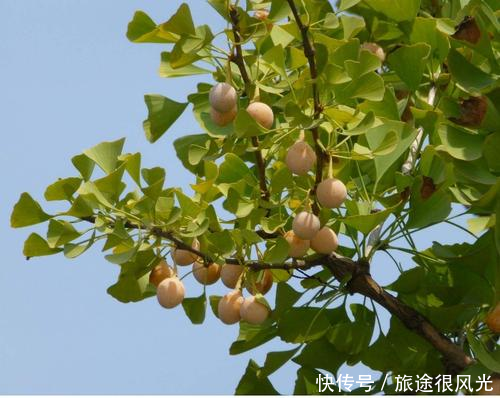 过去是农民的心头恨，如今却靠它发了财，每亩产值高达28000元！